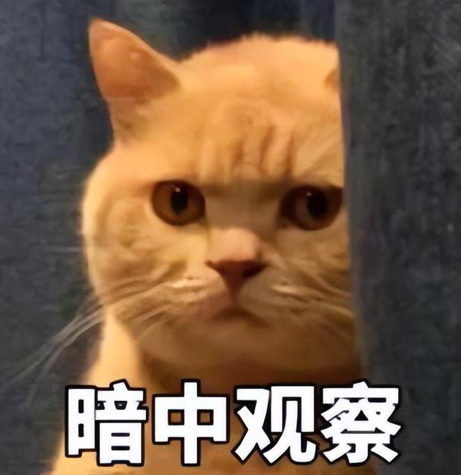 号称三国志与全战三国综合体让玩家看到希望的万民长歌被砍了九游娱乐(图5)